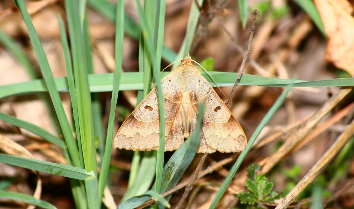 Mucina lunaria?